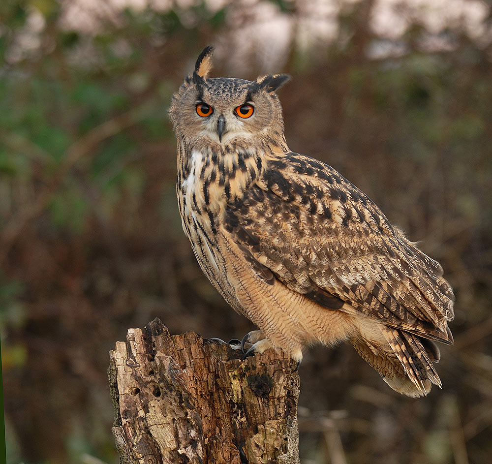 The Barn Owl Centre - Eagle Owl Photos - The Barn Owl Centre is a UK ...