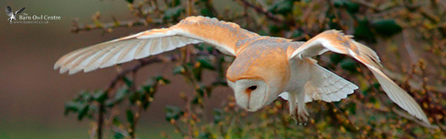 Barn Owl Banner Image