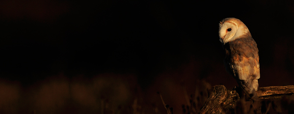 Barn Owl relaxed at Dusk
