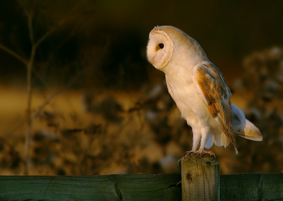 Barn Owl - Merlin