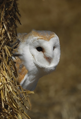Barn Owl - Gyzmo