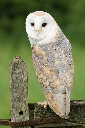 Barn Owl - Barny