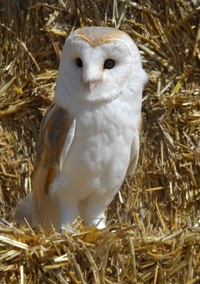 Barn Owl - Gyzmo