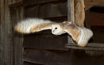 Barn Owl - Luna