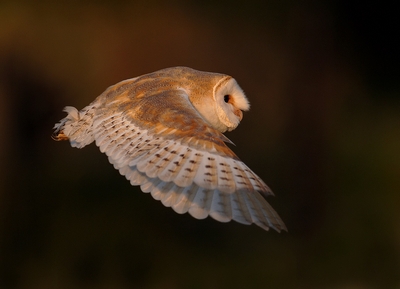 Barn Owl - Luna