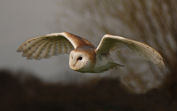 Barn Owl - Paddy