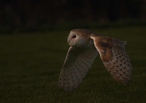 Barn Owl - Paddy