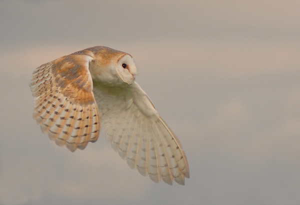 Barn Owl - Paddy