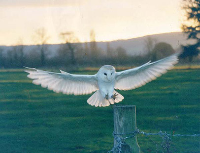 Merlin the Barn Owl out flying