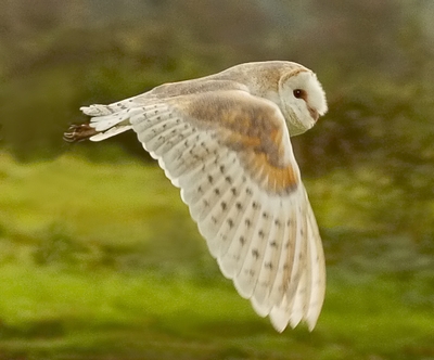 Luna in flight