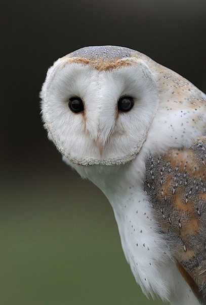 Barny, a 23 year old female Barn Owl