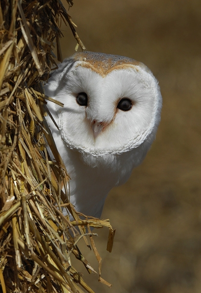 Gyzmo in Straw Bales