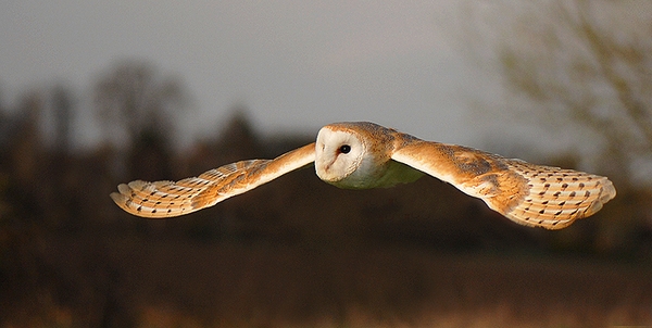 Paddy in Flight