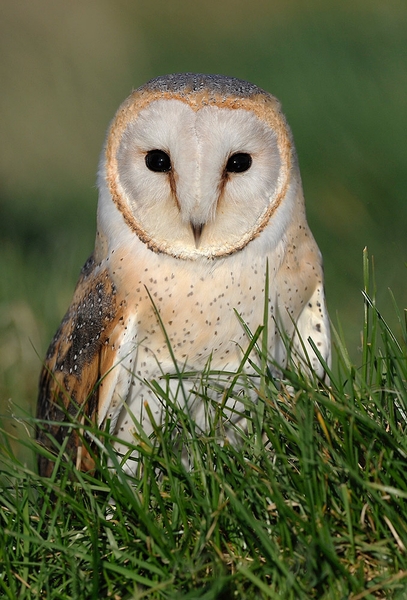 Jim who is an Australian Grass Owl (tyto longimembris)