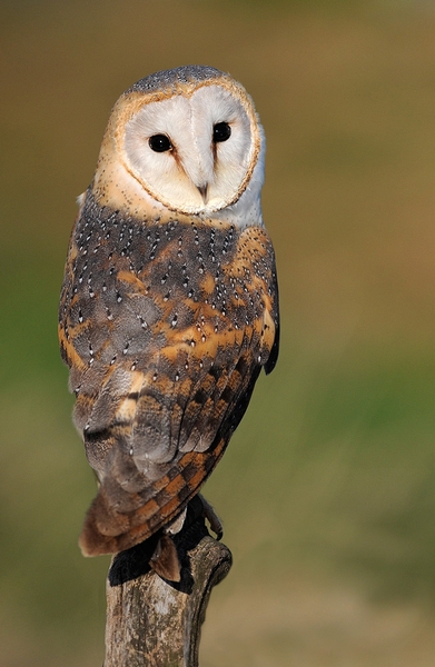 Jim who is an Australian Grass Owl (tyto longimembris)