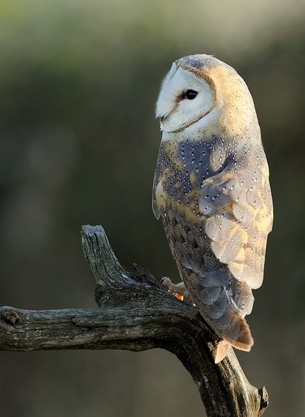 A peaceful evening with Jim the Australian Grass Owl (tyto longimembris)