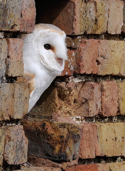 Gyzmo during a photo day