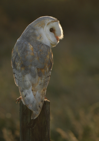 Luna during out on a summers sunset