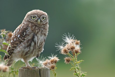 Young Little owl