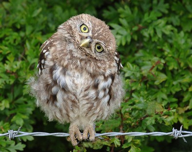 Young Little Owl