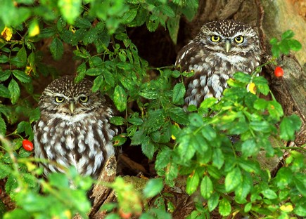 Pair of Little Owls