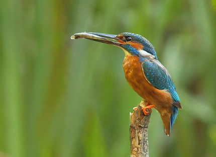 Kingfisher