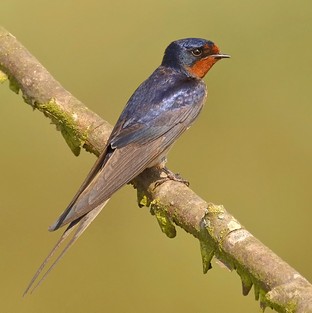 Swallow