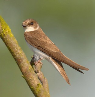 Sand Martin