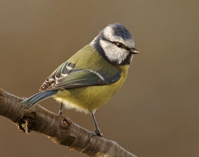 Blue Tit