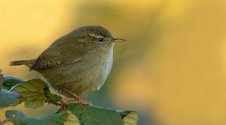 Wren