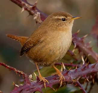 Wren