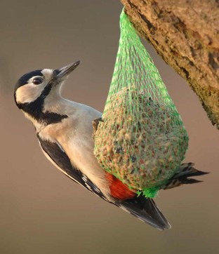 Great Spotted Woodpecker