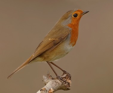 Robin