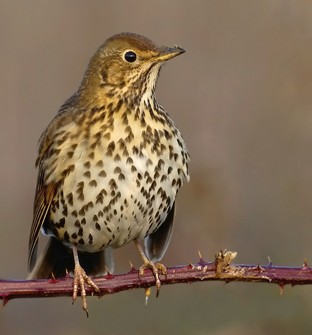 Song Thrush