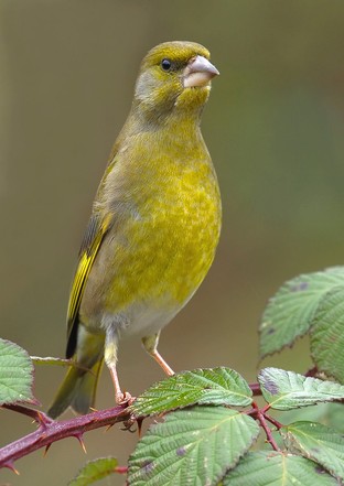 Goldfinch