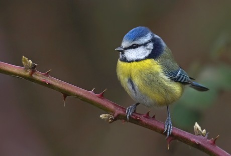 Blue Tit