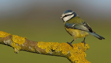 Blue Tit