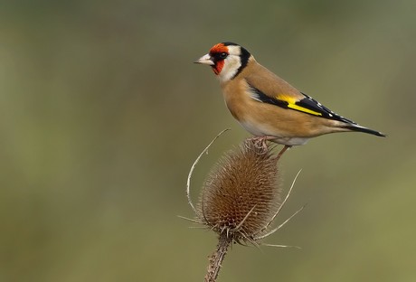 Goldfinch