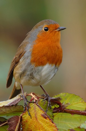 Robin