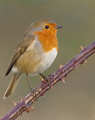 Robin