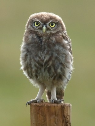 Young Little Owl