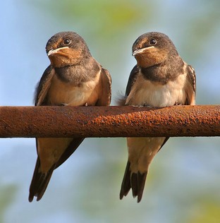 Young Swallows