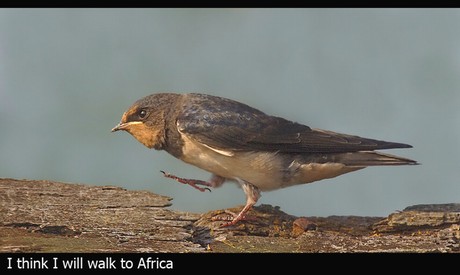 Young Swallow