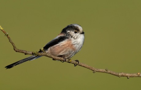 Long Tailed Tit