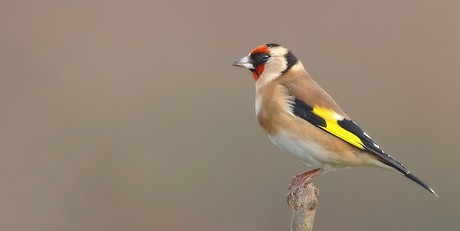 Goldfinch