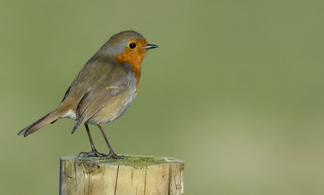 Robin