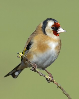 Goldfinch