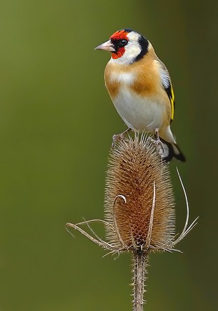 Goldfinch