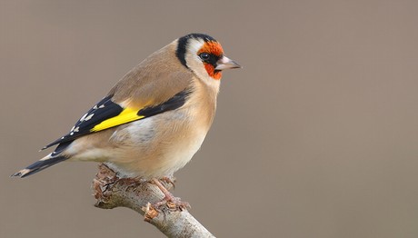 Goldfinch