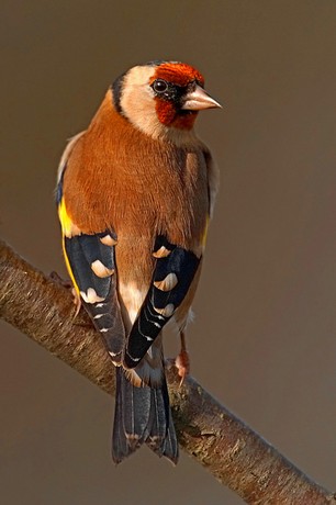 Goldfinch